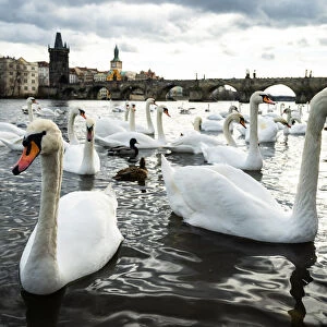 Swans gather on the banks of the Vltava river with Charles Bridge in the background