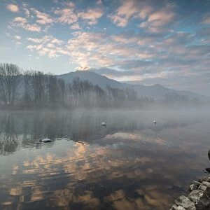 Swans in River Mera at sunrise, Sorico, Como province, Lower Valtellina, Lombardy