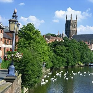 Swans on the River Severn and cathedral, Worcester, Worcestershire, England