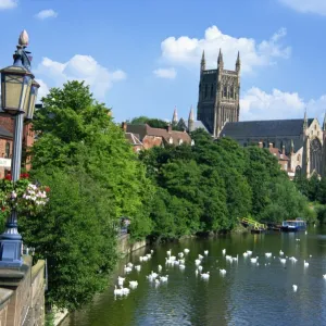 Swans on the River Severn and cathedral, Worcester, Worcestershire, England