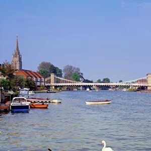 Swans on the River Thames with suspension bridge in the background, Marlow