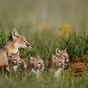 Swift Fox (Vulpes velox) family of a vixen and four kits, Pawnee National Grassland