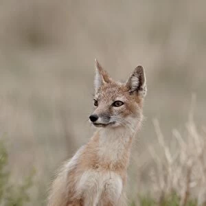 Swift fox (Vulpes velox), Pawnee National Grassland, Colorado, United States of America, North America