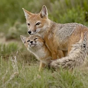 Swift fox (Vulpes velox) vixen and kit, Pawnee National Grassland, Colorado