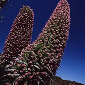 Tajiste rojo in bloom, Parque Nacional del Teide, Tenerife, Canary Islands