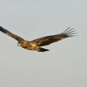 Tawny eagle (Aquila rapax) in flight, Masai Mara National Reserve, Kenya
