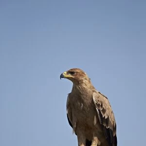 Tawny eagle (Aquila rapax), Serengeti National Park, Tanzania, East Africa, Africa