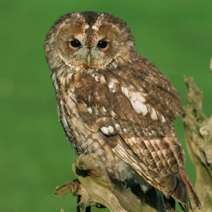 Tawny Owl