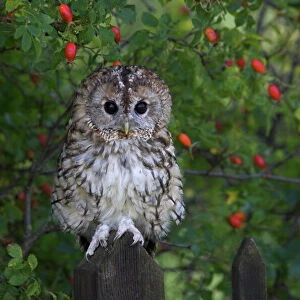 Tawny owl (Strix aluco), on gate with rosehips, captive, Cumbria, England