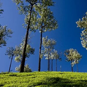 Tea gardens in Devikulam, Munnar, Kerala, India, Asia