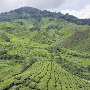 Tea plantation, BOH Sungai Palas Tea Estate, Cameron Highlands, Perak state