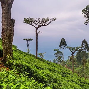 Tea plantation on a tea estate in Haputale, Nuwara Eliya District, Sri Lanka Hill Country, Sri Lanka, Asia