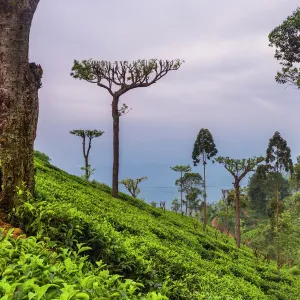 Tea plantation on a tea estate in Haputale, Nuwara Eliya District, Sri Lanka Hill Country, Sri Lanka, Asia