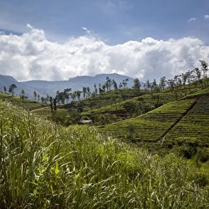Tea plantations in the Hill Country, Sri Lanka, Asia