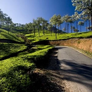 Tea plantations, Vagamon, Kerala, India, Asia