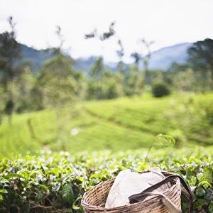 Tea pluckers basket and shoes at a tea plantation, Central Highlands, Nuwara Eliya District, Sri Lanka, Asia