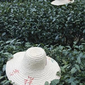 Tea workers hats lying on tea bushes, Longjing, Hangzhou, Zhejiang, China, Asia