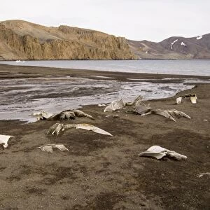 Telephone Bay, Deception Island, South Shetland Islands, Antarctica, Polar Regions
