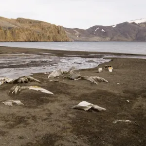 Telephone Bay, Deception Island, South Shetland Islands, Antarctica, Polar Regions