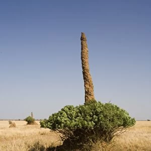 Termite mound in southern Ethiopia, Ethiopia, Africa
