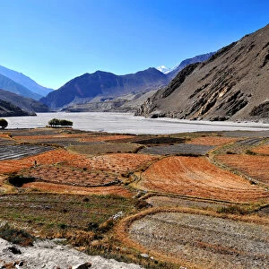 Terraced barley fields near Kagbeni, Mustang, Nepal, Himalayas, Asia