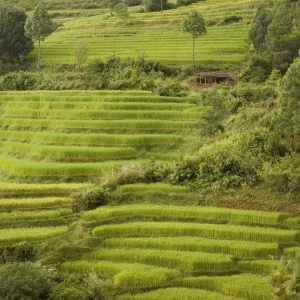 Terraced rice fields, Punakha, Bhutan, Asia