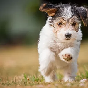 Terrier puppy running, United Kingdom, Europe
