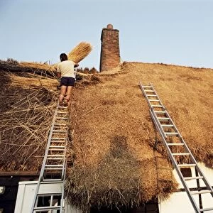 Thatcher at work renewing thatch on cottage, England, United Kingdom, Europe