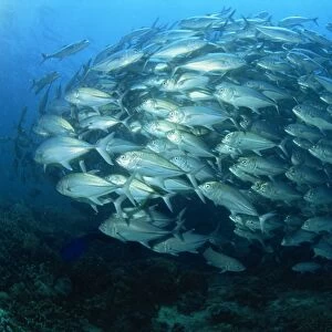 Tightly balled school of jack fish