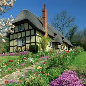 Timber framed thatched cottage and garden with spring flowers at Eastnor in Hereford