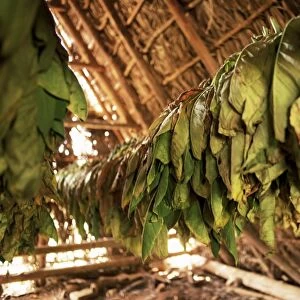 Tobacco leaves on racks in drying shed, Vinales, Cuba, West Indies, Central America