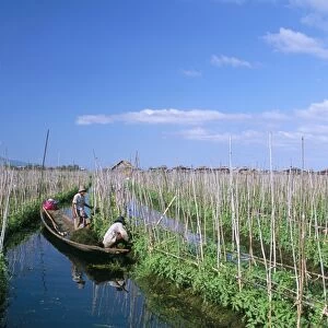Tomato floating fields, Inle Lake, Shan State, Myanmar (Burma), Asia