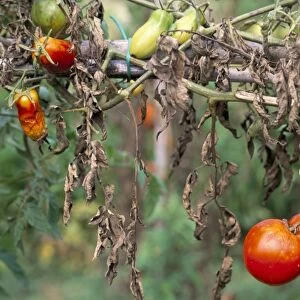 Tomatoes, Tuscany