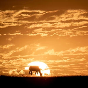Topi at sunrise, Msai Mara, Kenya, East Africa, Africa