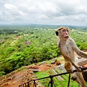 Toque Macaque (Macaca sinica), Rilewa, Sigiriya Rock, Dambulla, Sri Lanka, Asia