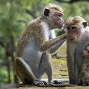 Toque macaques (Macaca sinica) grooming each other, Polonnaruwa, Sri Lanka, Asia