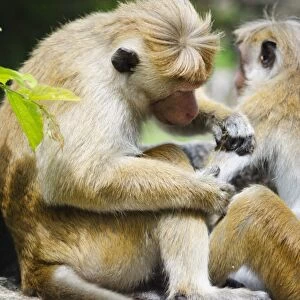 Tote macaque monkeys grooming at Dambulla, North Central Province, Sri Lanka, Asia