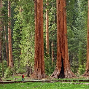 Tourist admiring the Giant Sequoia trees (Sequoiadendron giganteum), hiking on the Big Trees trail