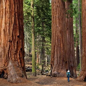 Tourist hiker, admiring the Giant Sequoia trees (Sequoiadendron giganteum)