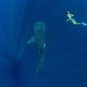 Tourist swimming with a whale shark (Rhincodon typus) in Honda Bay, Palawan, The