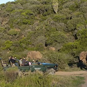 Tourists in safari vehicle looking at elephant (Loxodonta africana), Kariega Game Reserve