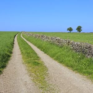 Track disappears into distance, grass, two trees and dry stone walls, typical country scene