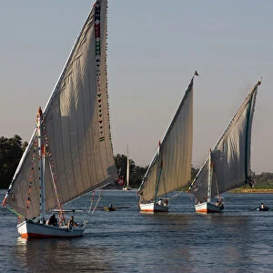 Traditional felucca sailing boats on the River Nile near Luxor, Egypt, North Africa, Africa