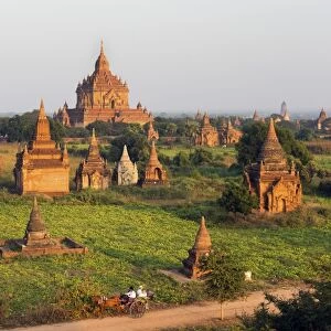Traditional horse and cart passing the Pagodas in Bagan (Pagan), Myanmar (Burma), Asia