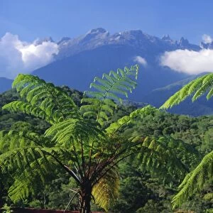 Tree ferns in foreground