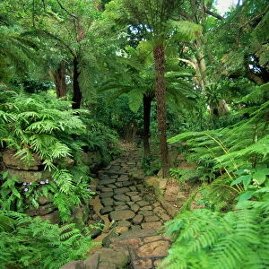 Tree ferns, Kirstenbosch Botanical Gardens, Cape Town, South Africa, Africa