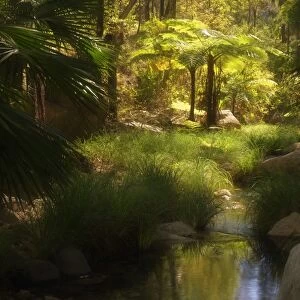 Tree ferns, Moss Garden, Carnarvon Gorge, Carnarvon National Park, Queensland