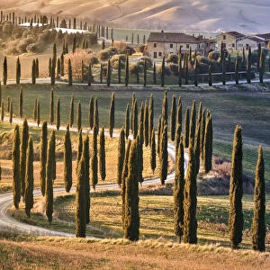 Tree-lined avenue with cypresses at sunset in Tuscany, Italy, Europe