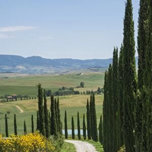Tree lined driveway, Val d Orcia, Tuscany, Italy, Europe