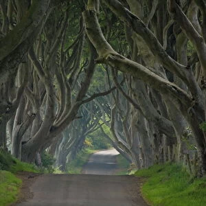 Tree lined road known as the Dark Hedges near Stanocum, County Antrim, Ulster